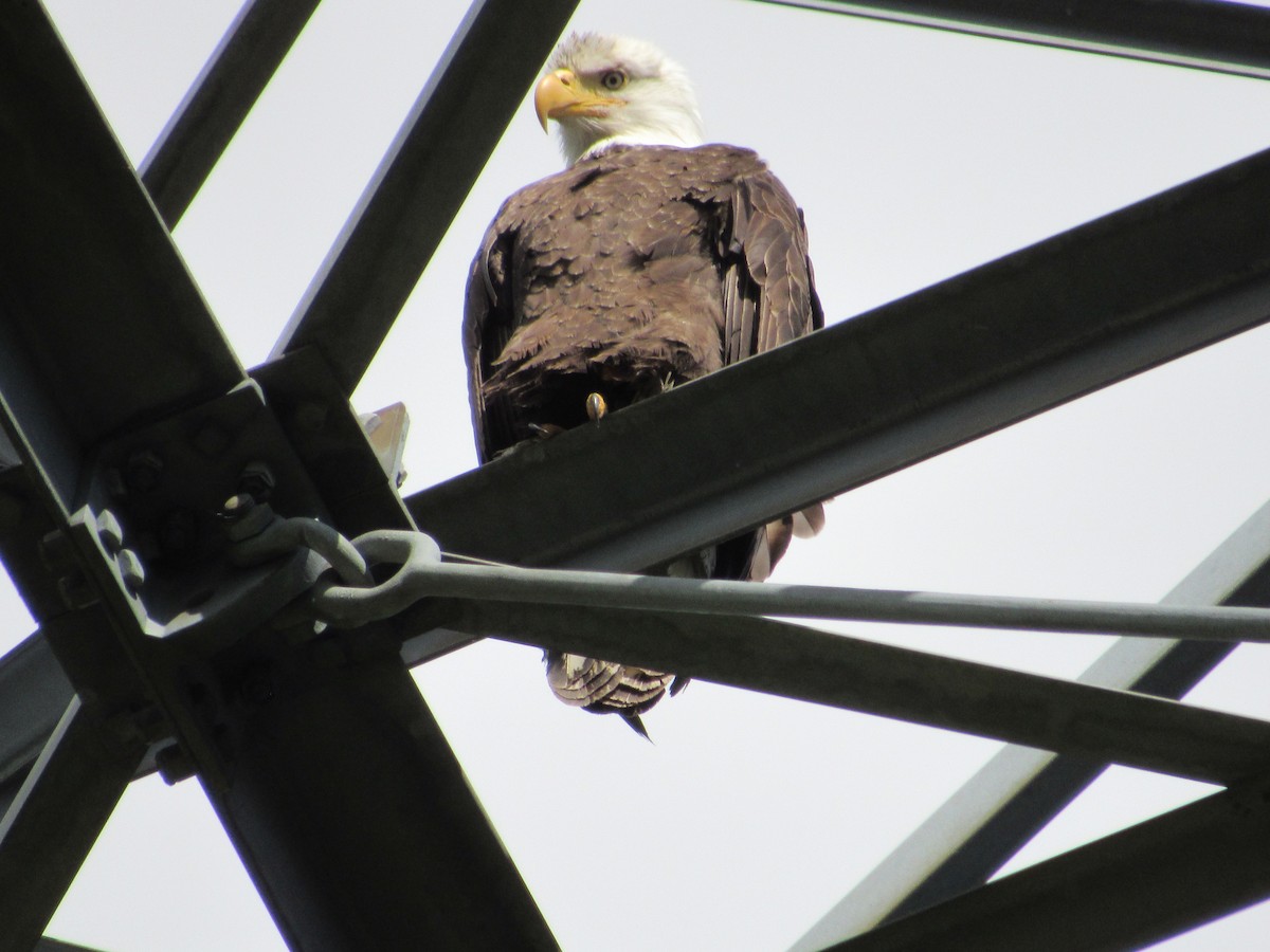 Bald Eagle - ML620804309