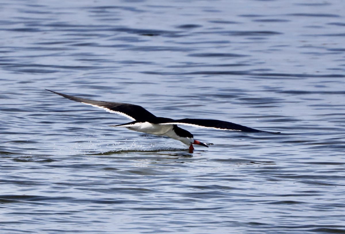 Black Skimmer - ML620804319