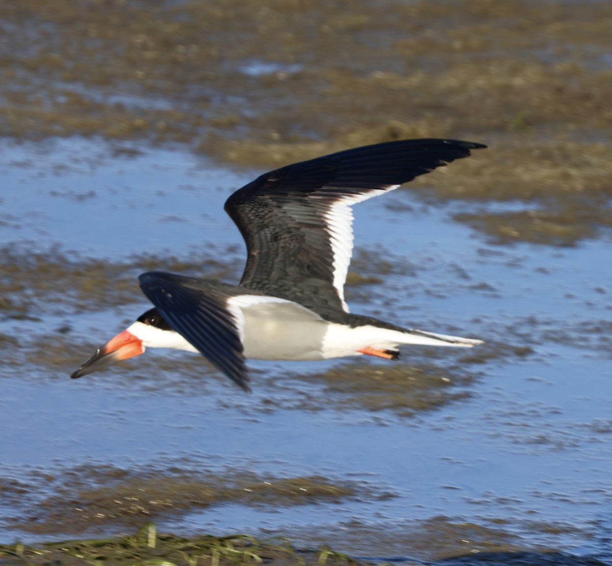 Водоріз американський - ML620804321