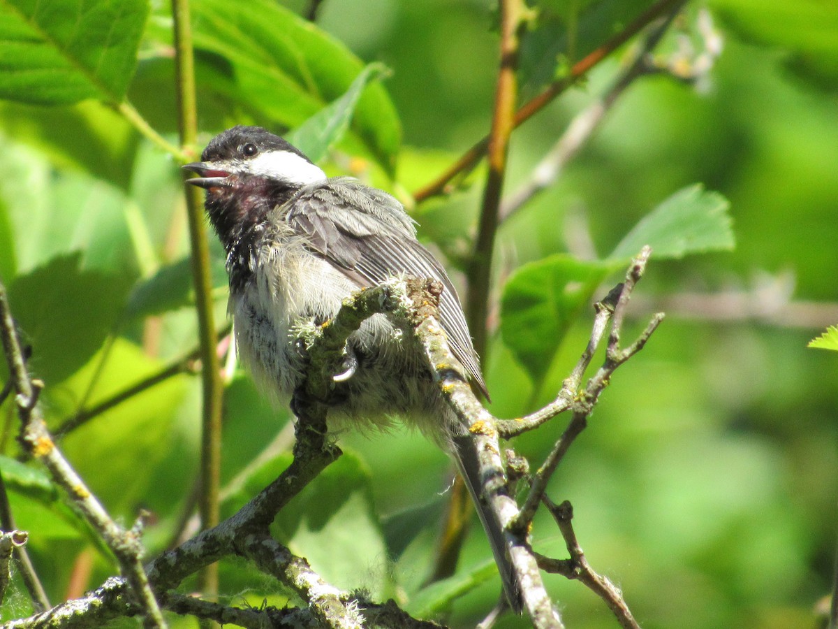 Mésange à tête noire - ML620804323