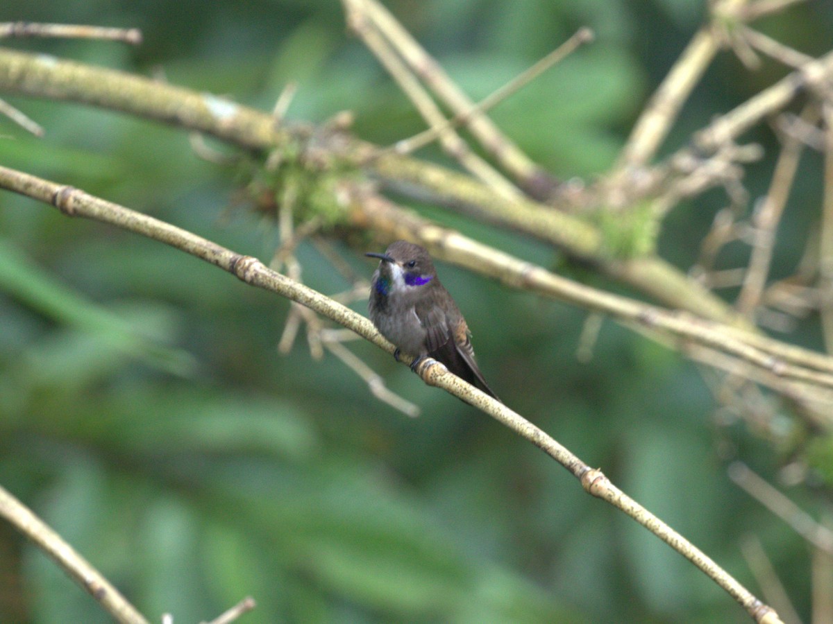 Brown Violetear - Menachem Goldstein