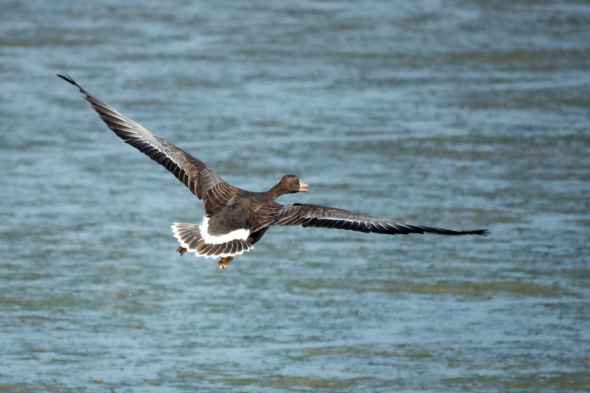 Greater White-fronted Goose - ML620804331