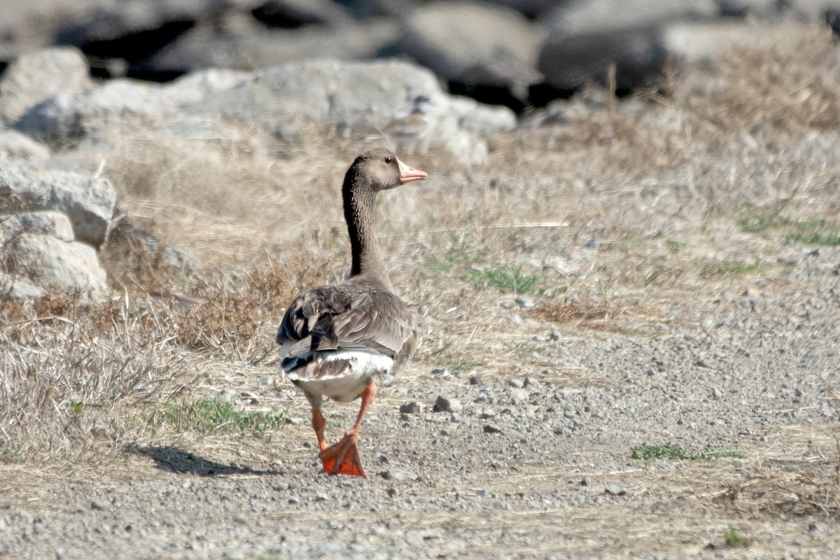 Greater White-fronted Goose - ML620804333