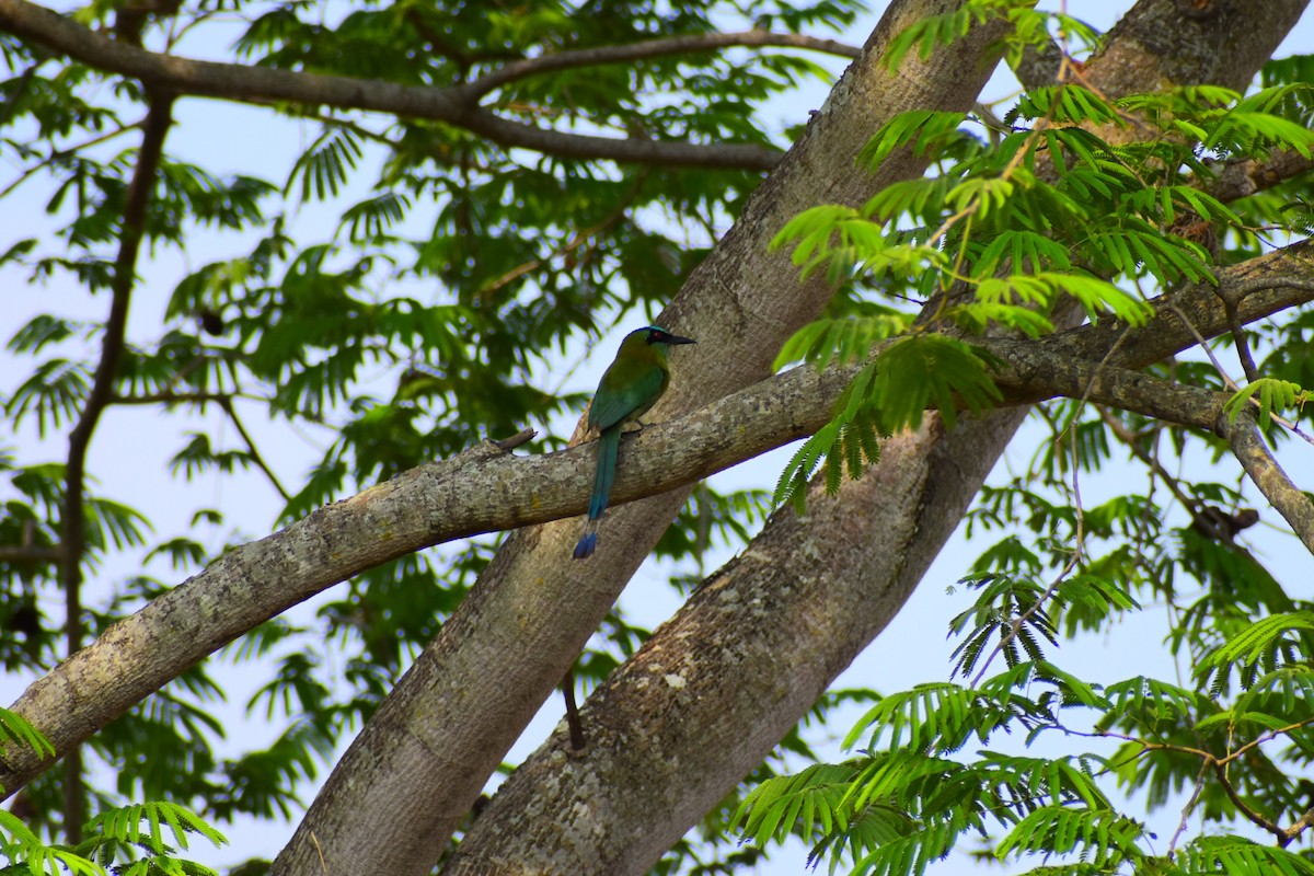 Blue-capped Motmot - ML620804334