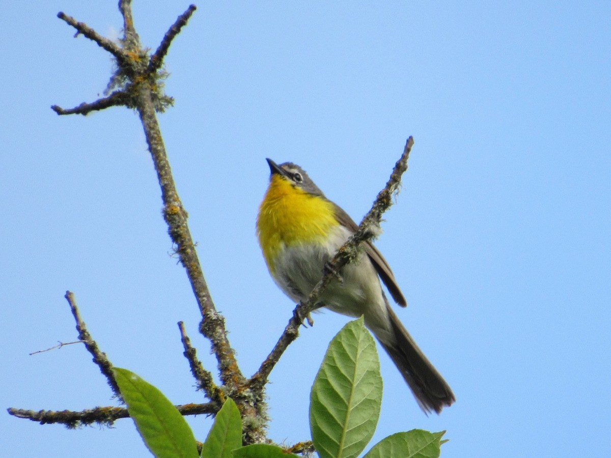Yellow-breasted Chat - ML620804337