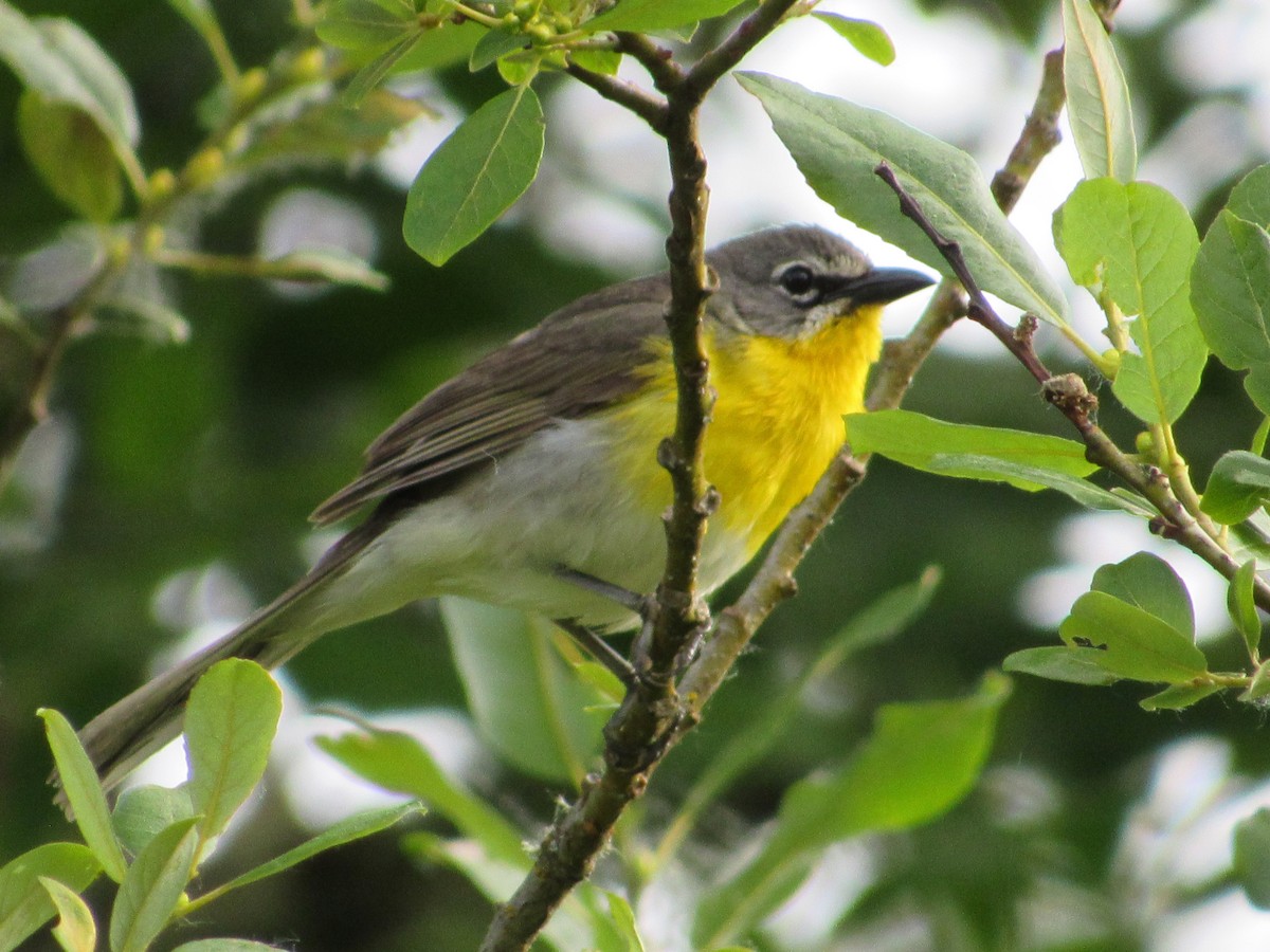 Yellow-breasted Chat - ML620804339