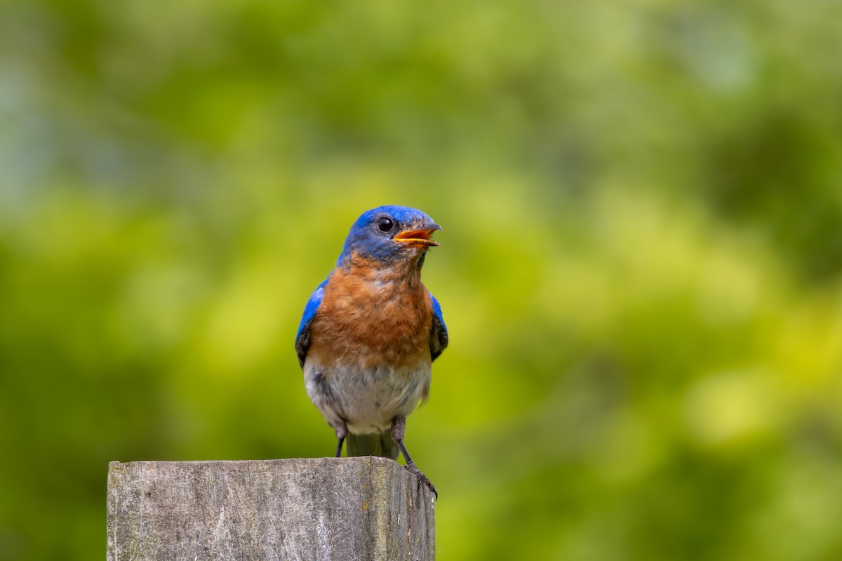 Eastern Bluebird - ML620804344