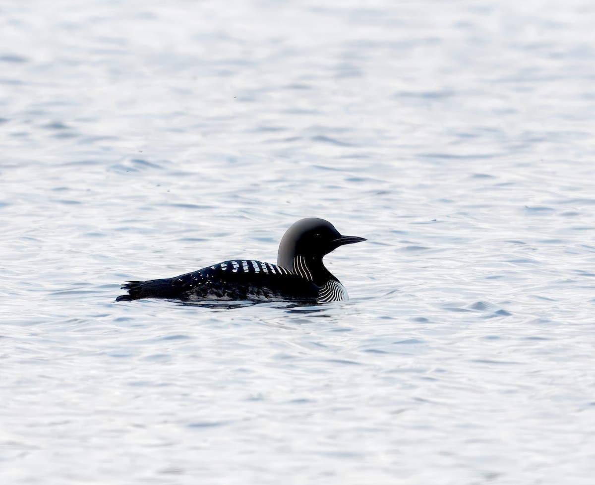 Pacific Loon - ML620804351