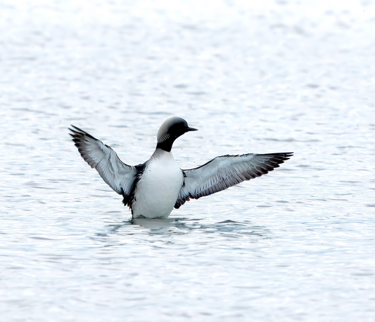 Pacific Loon - ML620804352