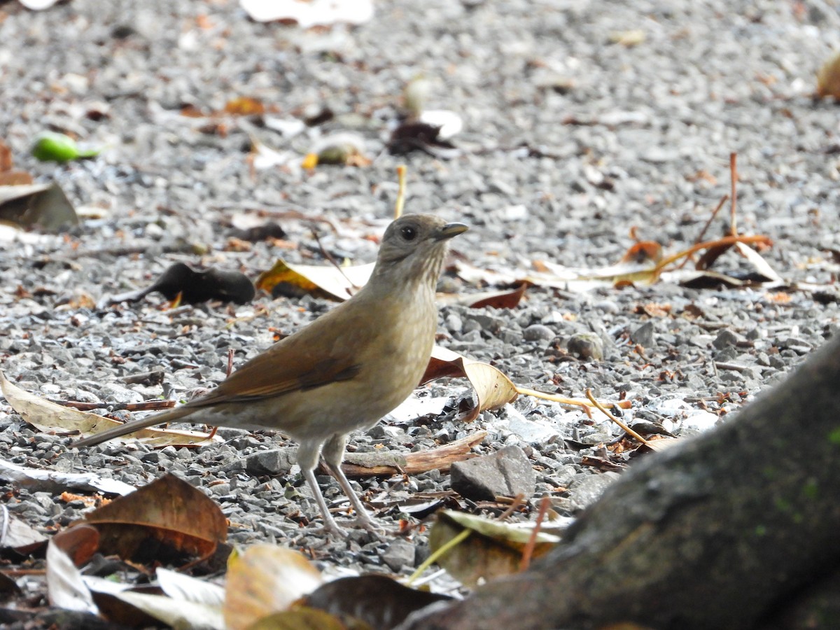 Pale-breasted Thrush - ML620804353