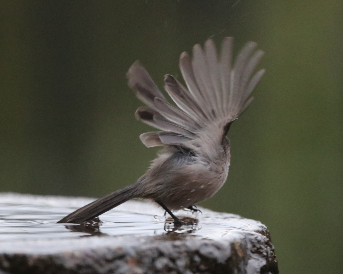 Oak Titmouse - ML620804354