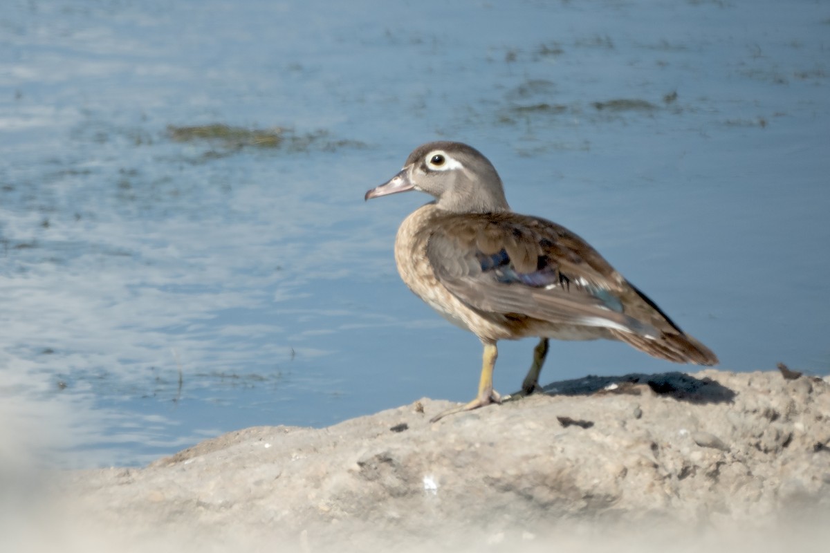 Wood Duck - ML620804355