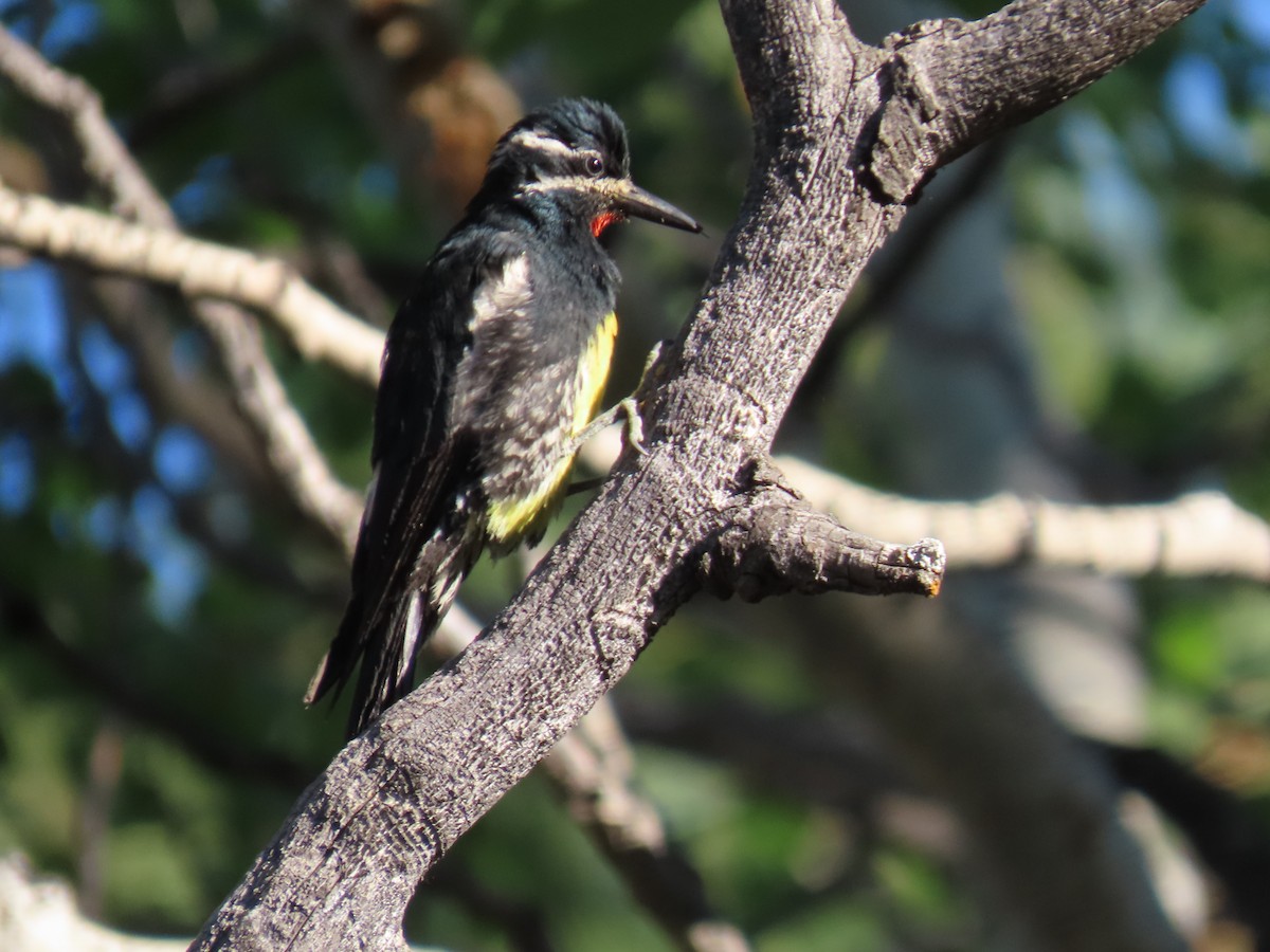 Williamson's Sapsucker - ML620804357