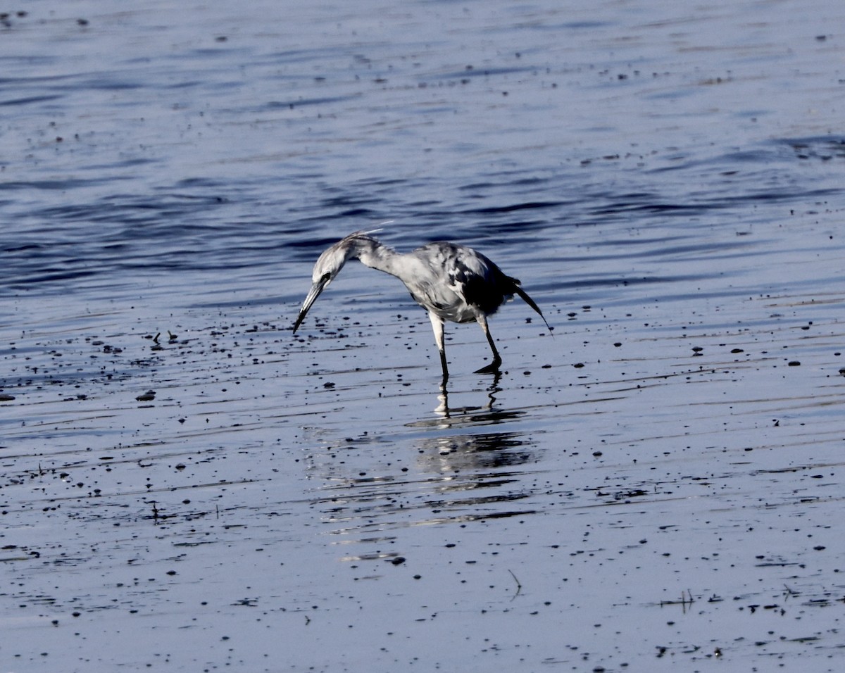 Little Blue Heron - ML620804361