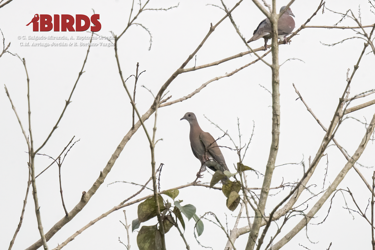 Short-billed Pigeon - ML620804368