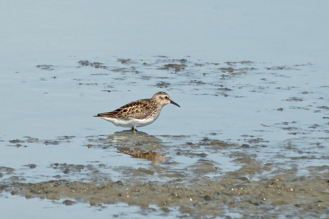 Least Sandpiper - ML620804369