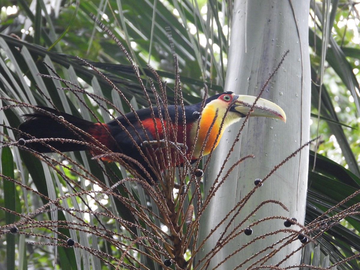 Toucan à ventre rouge - ML620804370