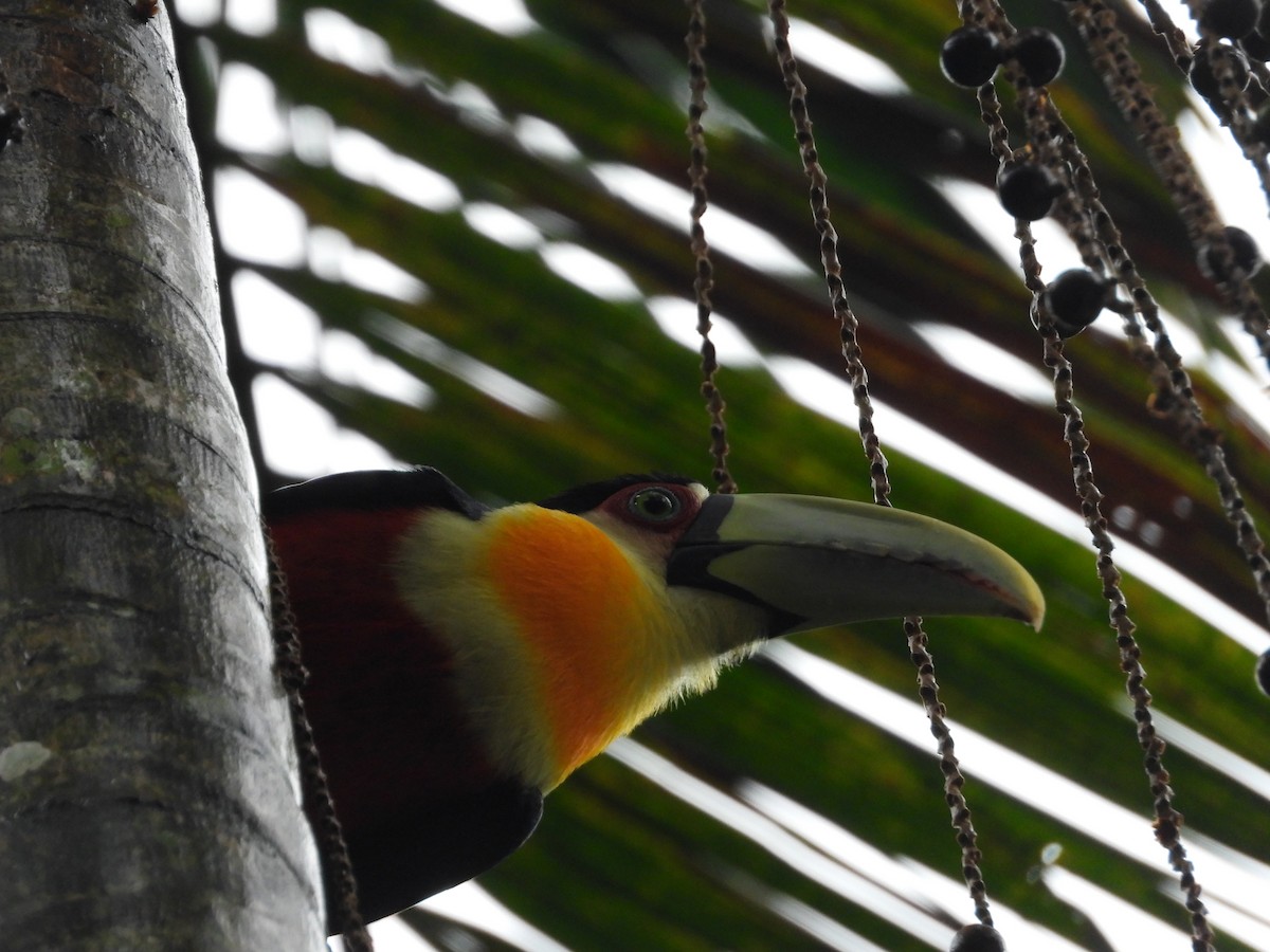 Red-breasted Toucan - ML620804371