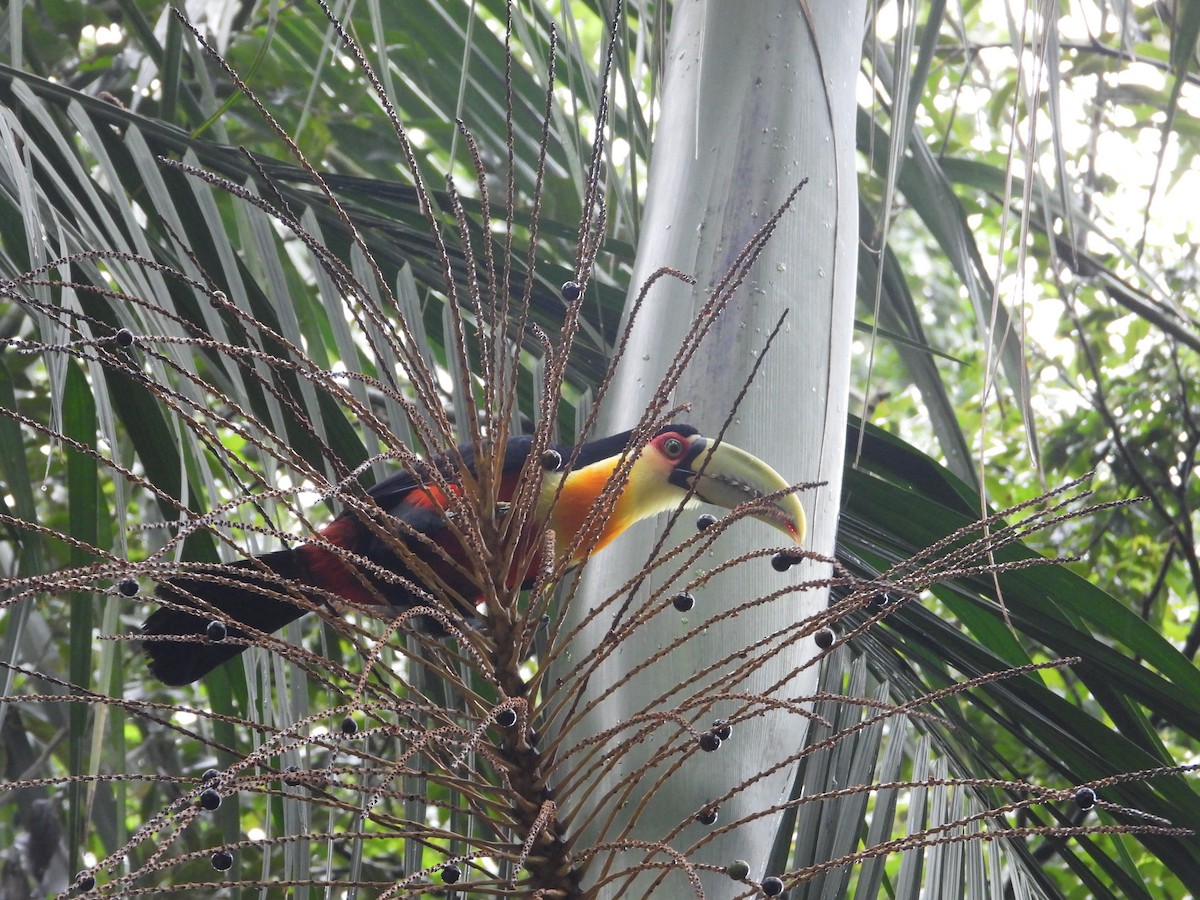 Red-breasted Toucan - ML620804372