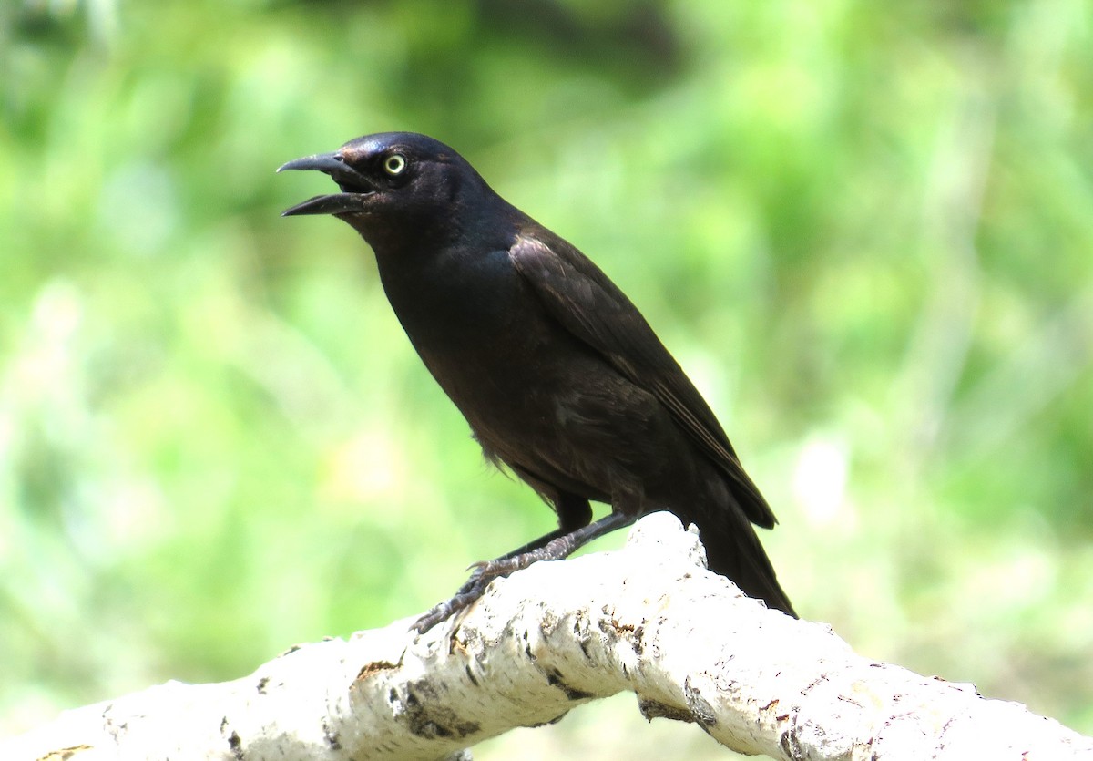 Common Grackle - ML620804375