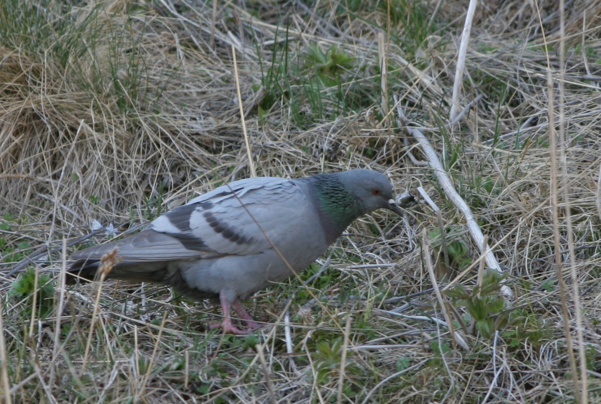 Pigeon biset (forme sauvage) - ML620804377