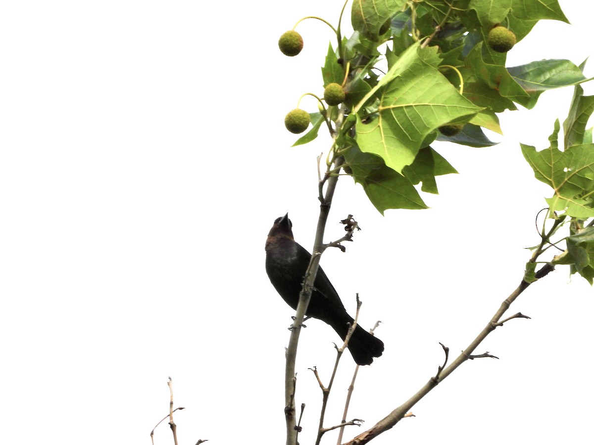 Brown-headed Cowbird - ML620804379