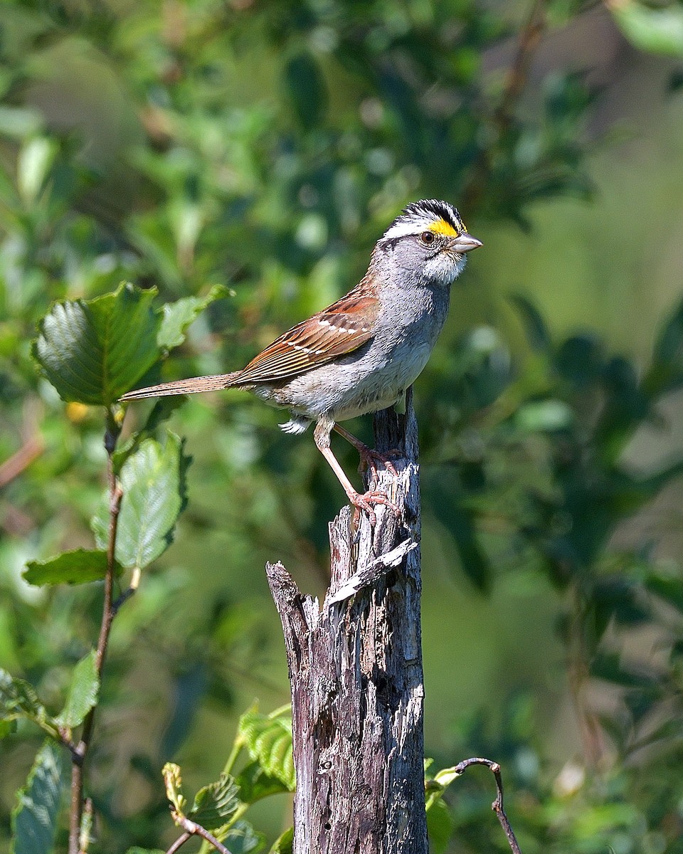 White-throated Sparrow - Pierre Noel