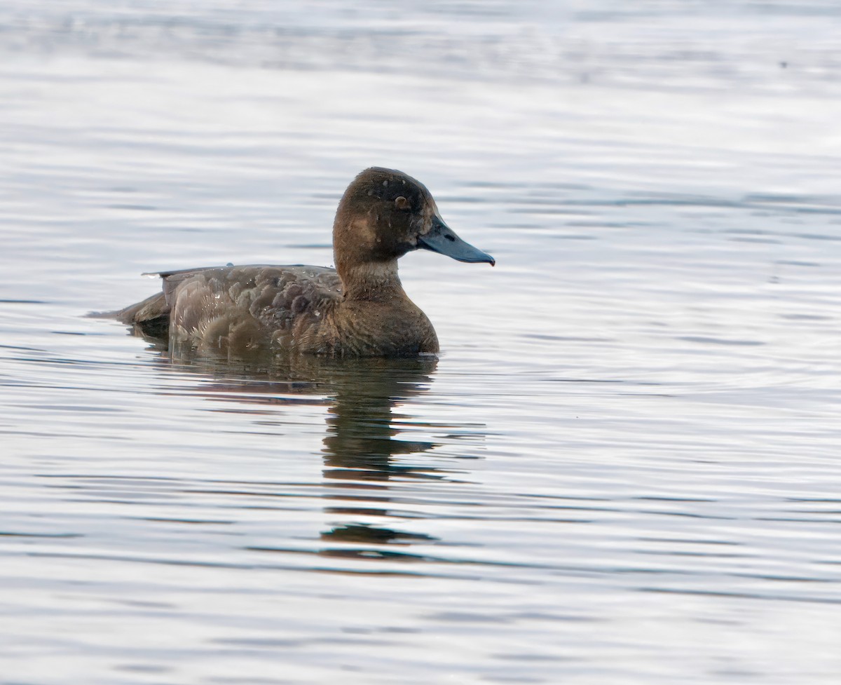 Lesser Scaup - ML620804389