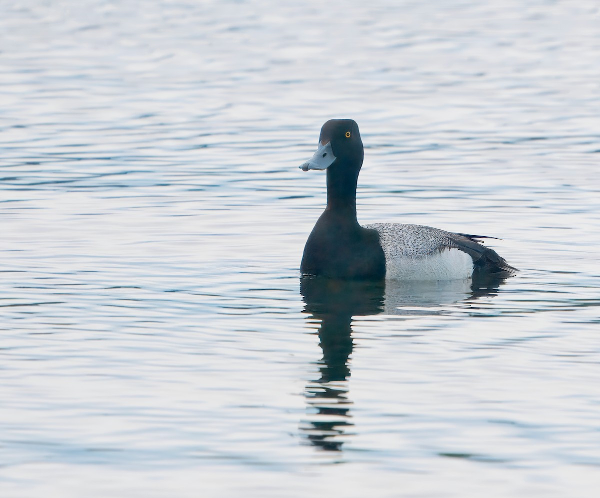 Lesser Scaup - ML620804390