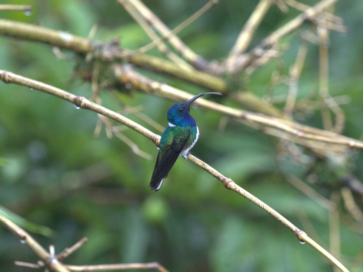 Colibrí Nuquiblanco - ML620804394