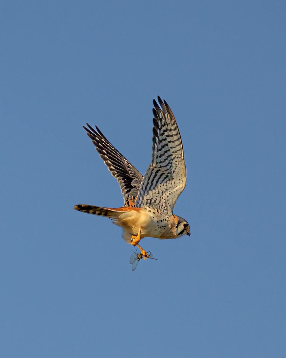 American Kestrel - ML620804396