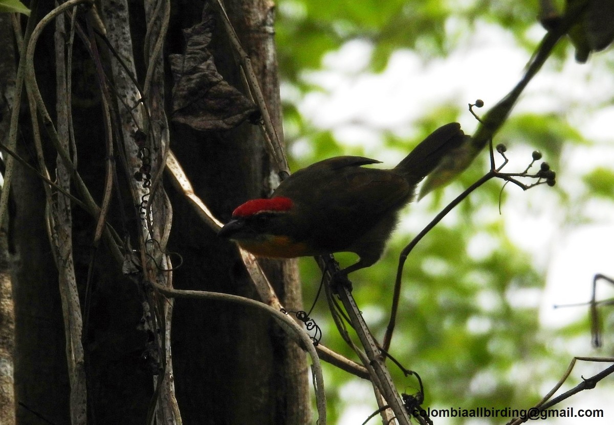 Kappenbartvogel - ML620804397