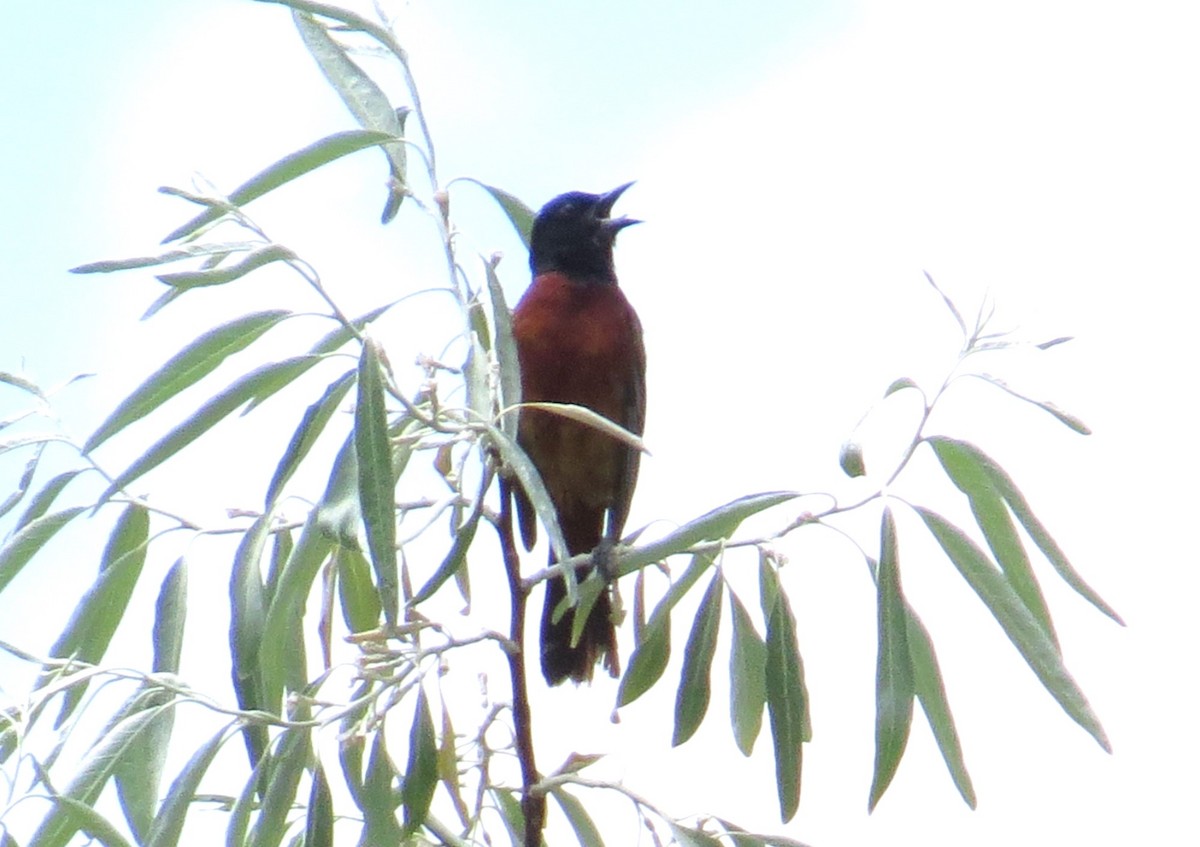 Orchard Oriole - ML620804398