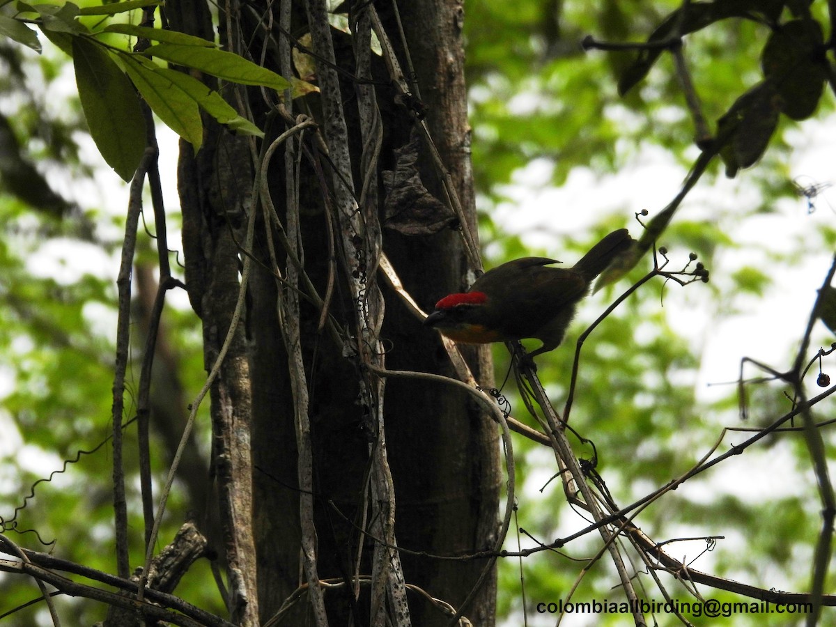 Scarlet-crowned Barbet - ML620804399