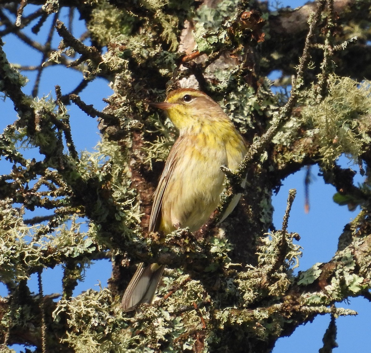 Paruline à couronne rousse - ML620804405