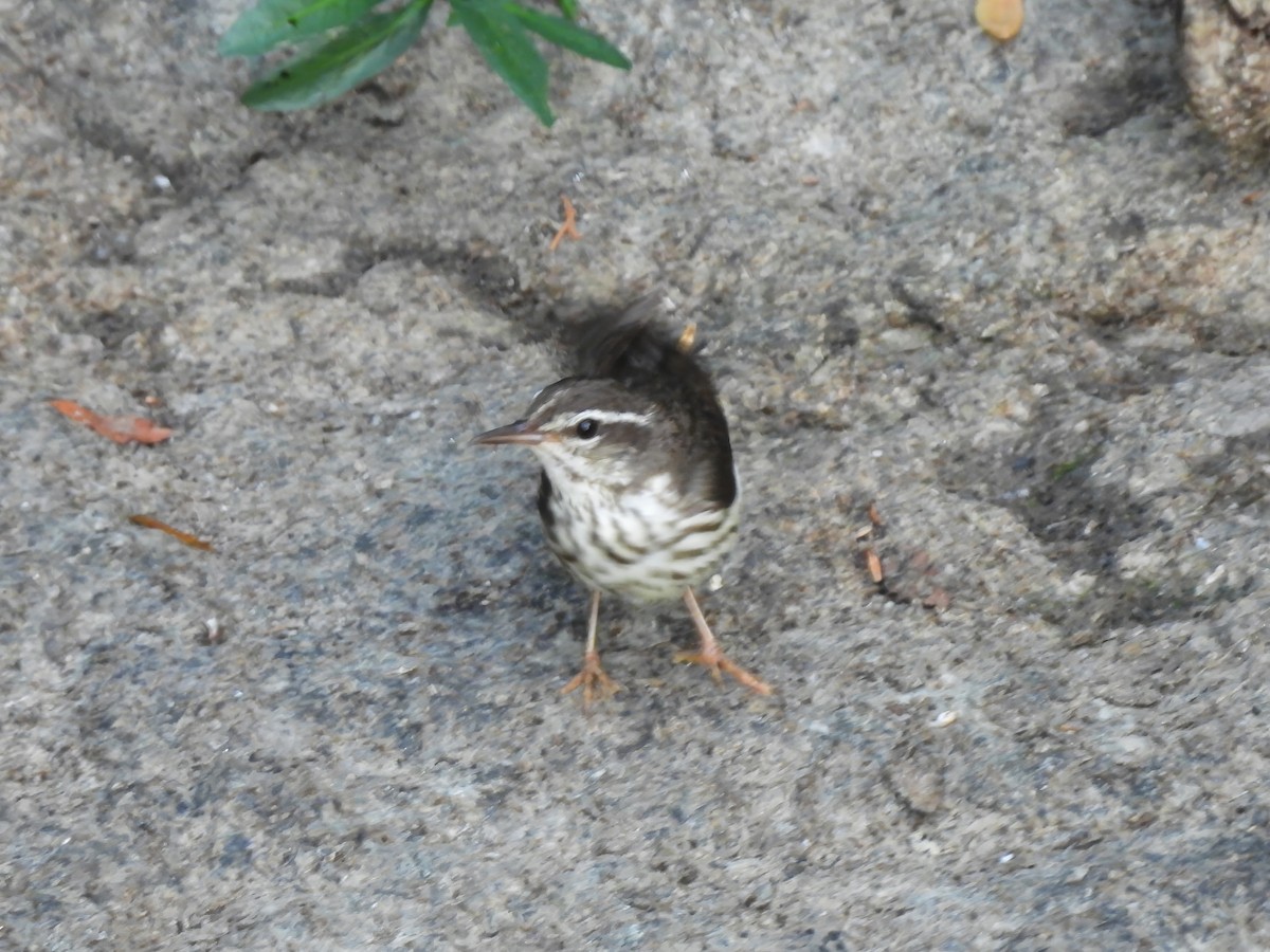 Louisiana Waterthrush - ML620804408