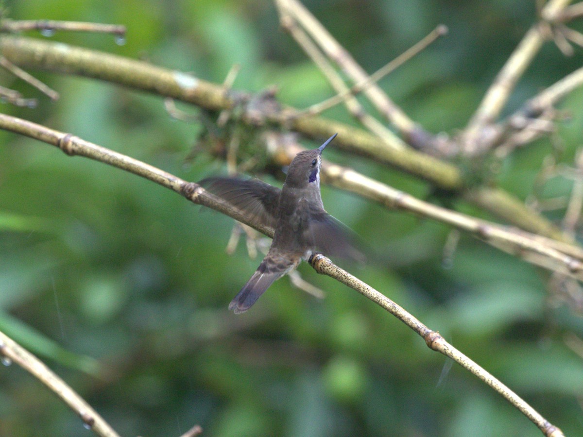 Brown Violetear - ML620804409