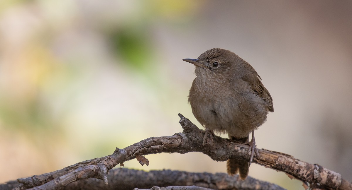 House Wren (Brown-throated) - ML620804410