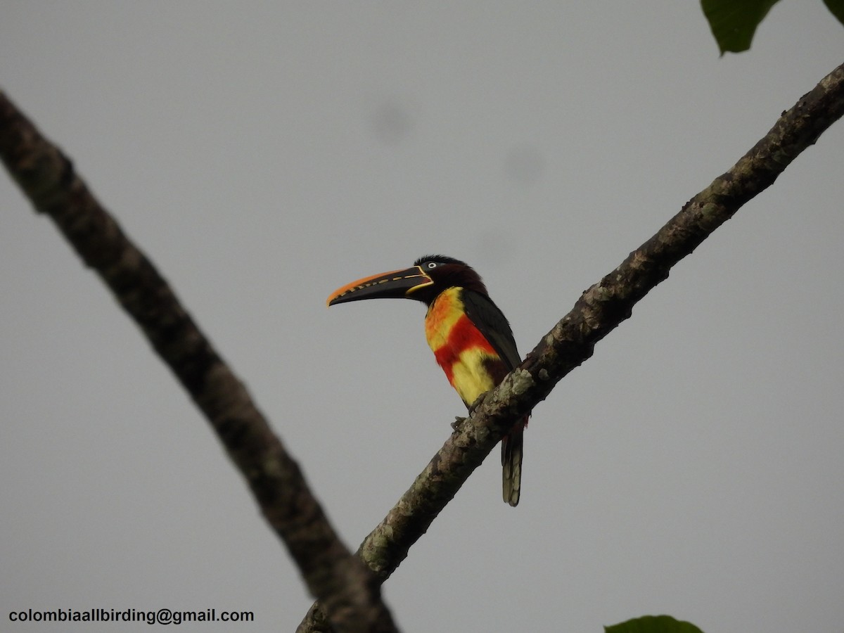 Chestnut-eared Aracari - ML620804411