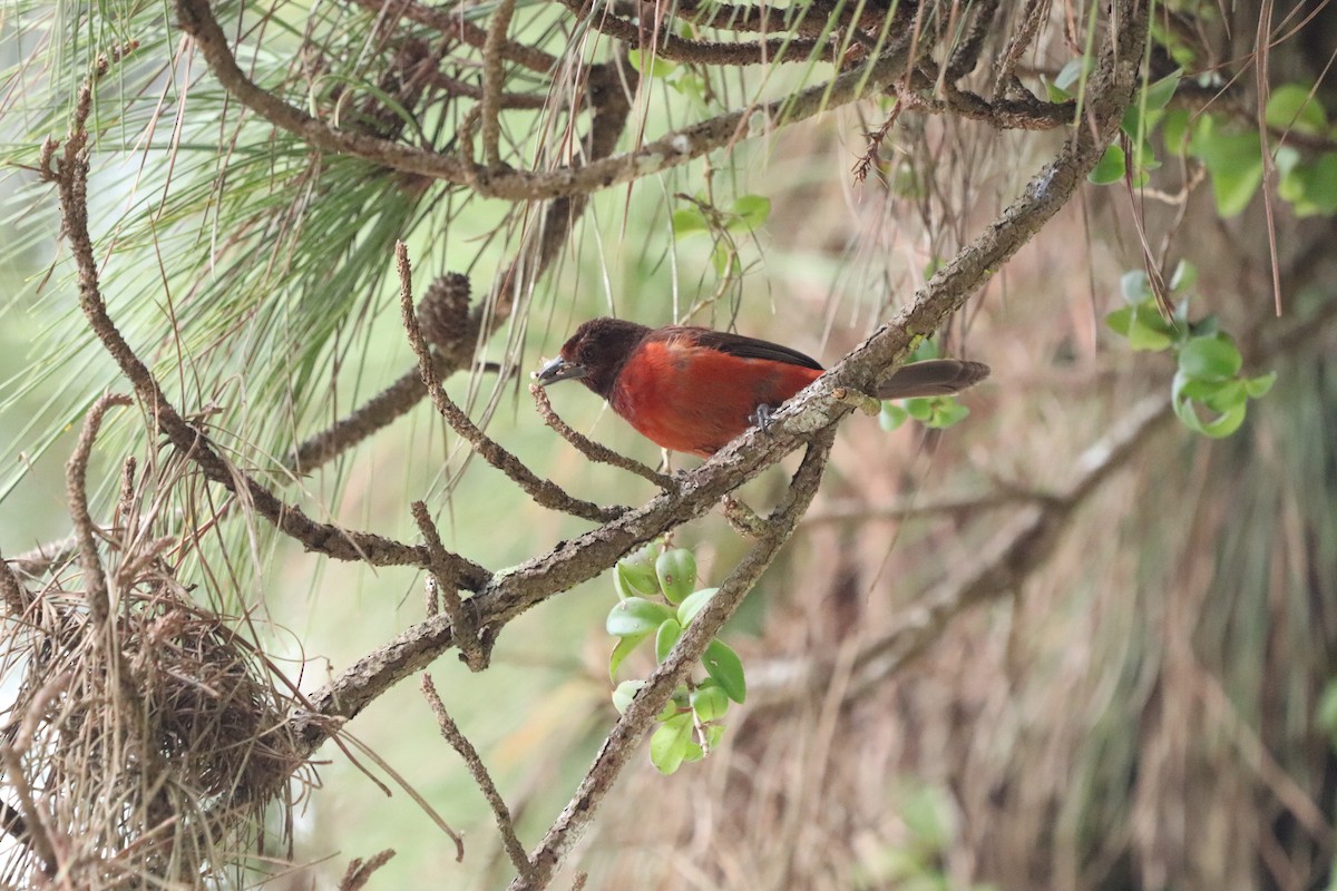 Crimson-backed Tanager - ML620804416