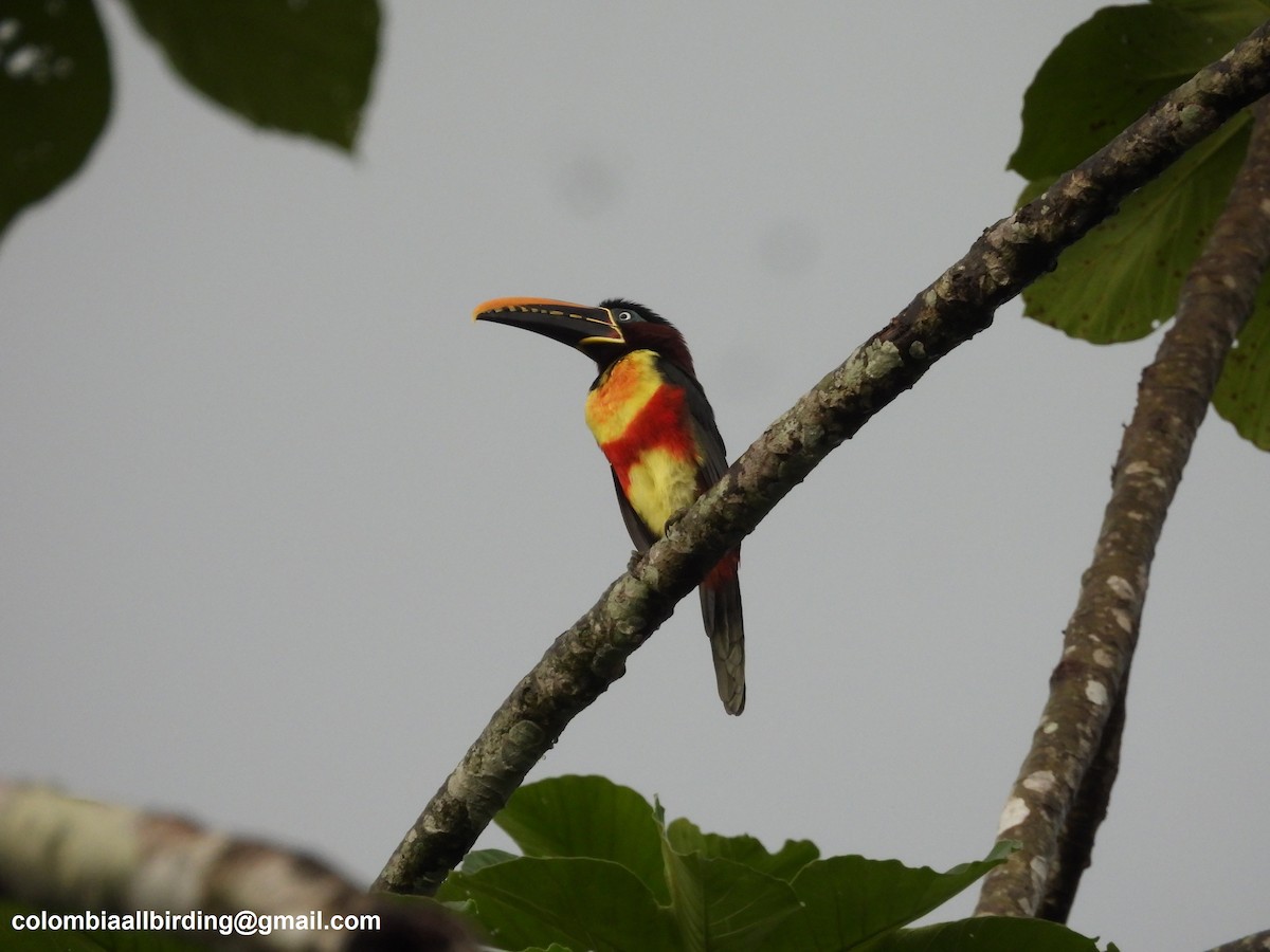 Chestnut-eared Aracari - ML620804418