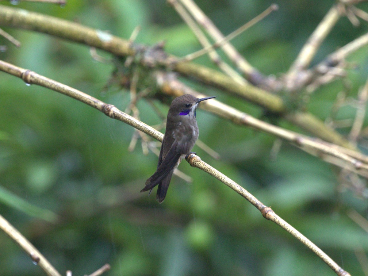 Brown Violetear - ML620804419