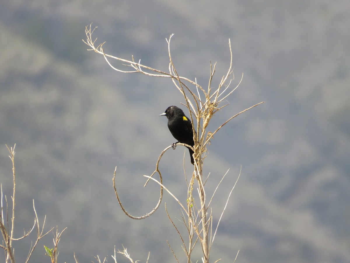 Yellow-winged Blackbird - Andrea Vergara Diaz