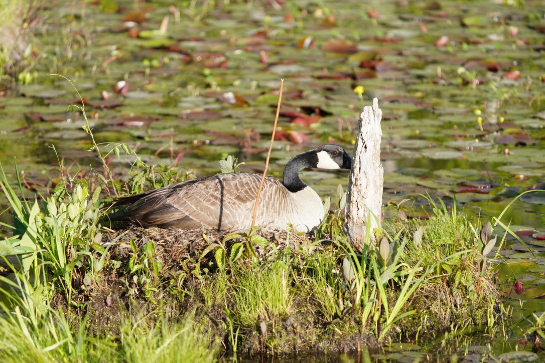 Canada Goose - ML620804425