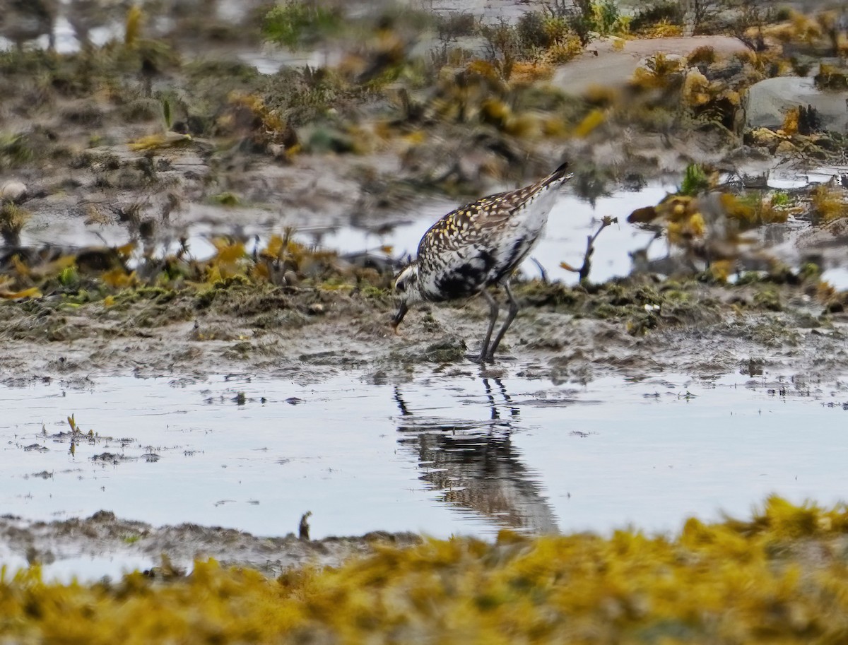 Pacific Golden-Plover - ML620804426