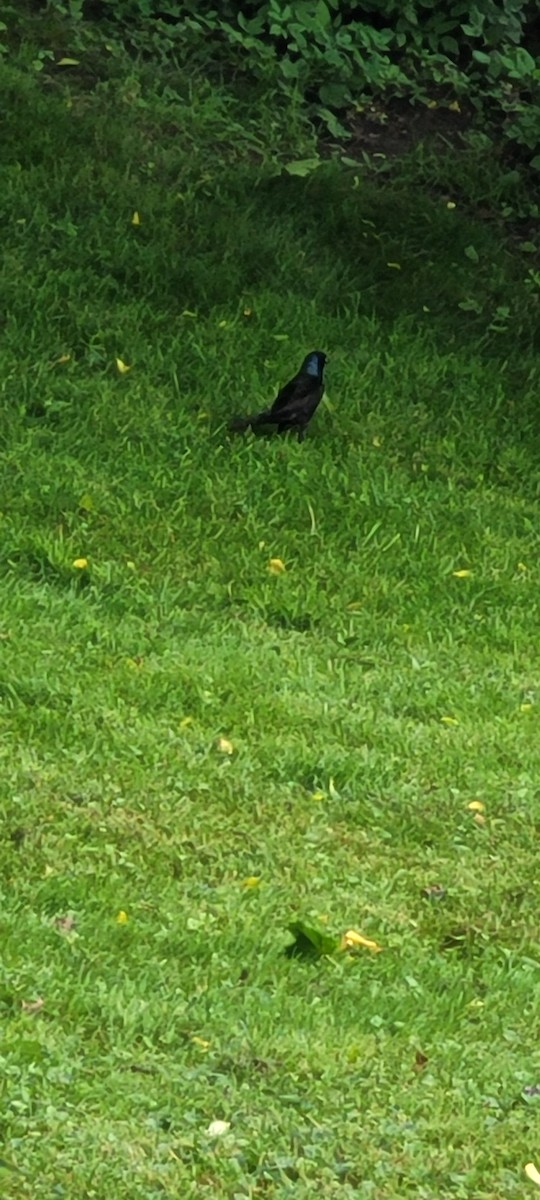 Dark-eyed Junco - ML620804430