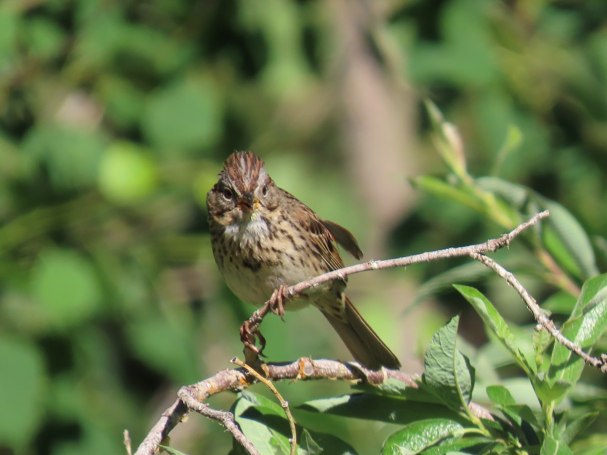 Lincoln's Sparrow - ML620804432