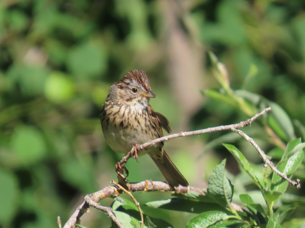 Lincoln's Sparrow - ML620804435