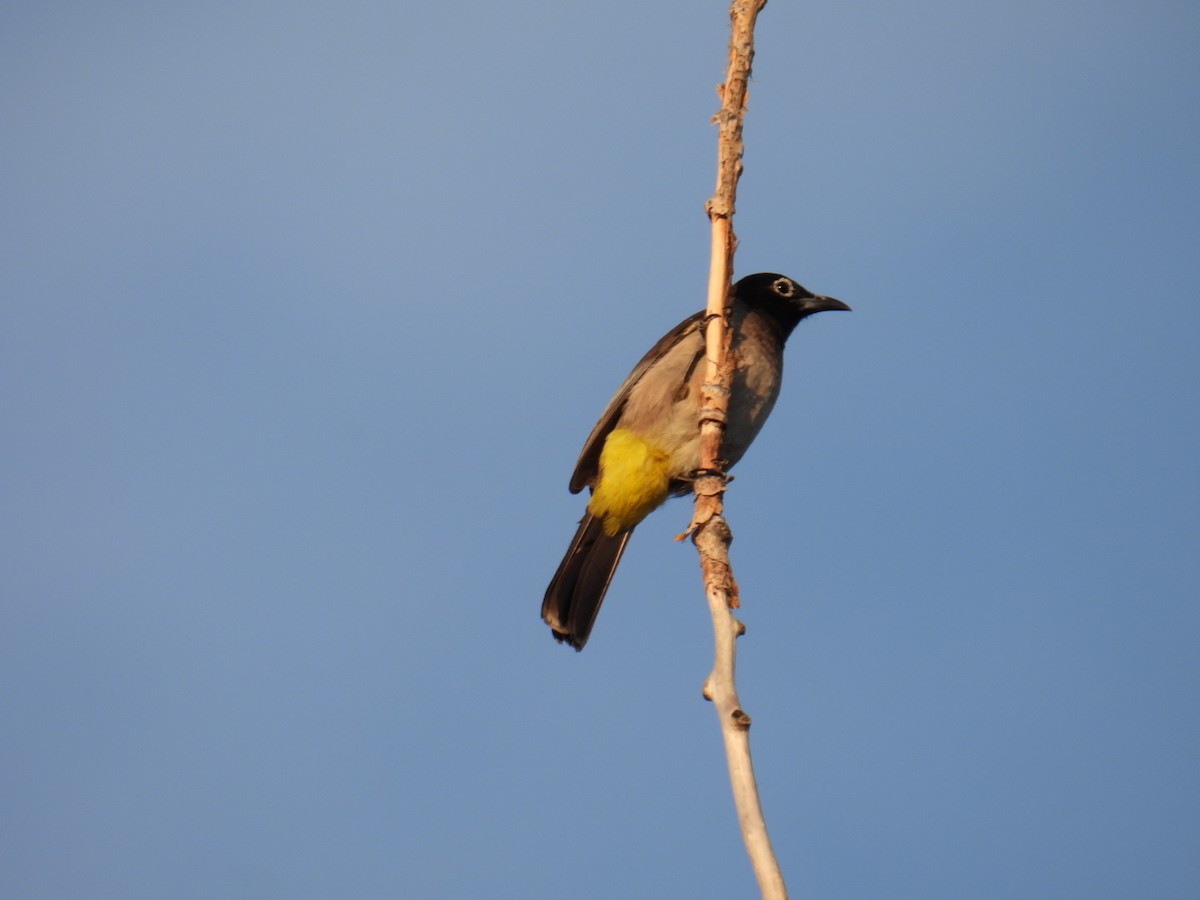 White-spectacled Bulbul - ML620804436