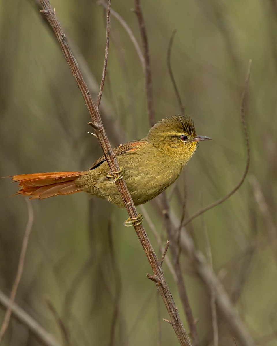 Olive Spinetail - Leandro Paiva